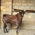 تيس فحل ادهم من اصل الدهم حار شرط