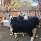 طليان نجديه فاخره ماشاءالله