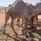 حشو طيبه بريات العمر 7 شهور العدد 7 الموقع مشذوبه