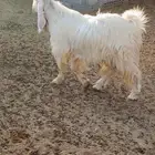 تيس فحل عارضي كريمي شعره وجباره وله تعريف قوي