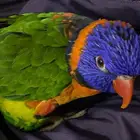 لوري رينبو للبيع