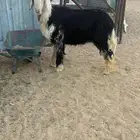 فحل نجدي الموقع الافلاج