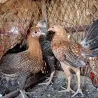 دجاج بلدي للبيع
