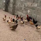 دجاج بلدي بياض