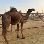البكره الجذعه ولقحه لها باللقاح حول عشر شهور وشرط سليمه