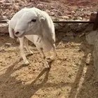أعرض لكم فحل ضان رفيدي شعره قصيره المرغوبه ومعروفه
