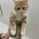 قطط للتبني