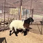 خروف فحل نعيمي مشروط