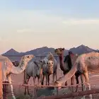 نياق البيع