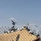 حمام للبيع العدد 300
