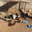 دجاج