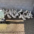 بط بكين