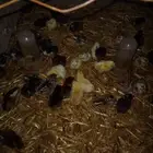 صوص بلدي مشكل