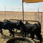 للبيع تيوس و جفار