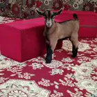 قزم ذكر للبيع