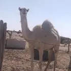 بكره لحالها