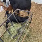 عنز عارضيه معها تيس وجفر