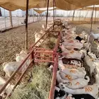 تيوس لحم يبيض وجهك للبيع جمله وتفريد