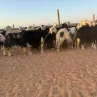نجد مراح وصنف