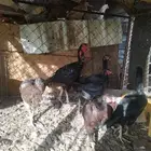 دجاج باكستاني اصل