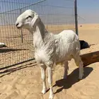 مشروع فحل صنف