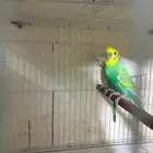 بادجي مع فروخ