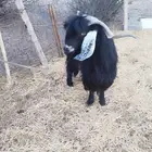 تيس عارضي فحل