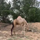 ناقه اركه للبيع