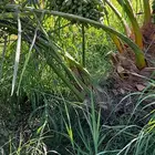 أصنا ( برني ) العيص