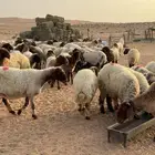 غنم نعيم مقاني