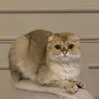 قطوه سكوتش فولد للتبني