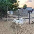 للبيع رخيل بلدي تربية