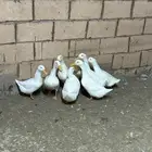 بط بكيني جامبو بياض