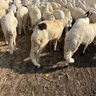 خرفان سواكني 1200