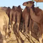 لأصحاب الملاحم والتجار حواشي للبيع نظيفه