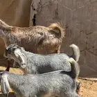 عنز حتها تيس وجفرا ذبايح