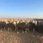 للبيع نجد طيبه وجرم طيب