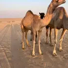 بكره مفروده مهجنه