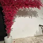 اشجار وزروع الجهنميه والزيتون