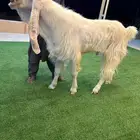 تيس مطور كفو