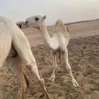 مفرود