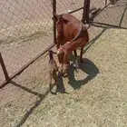 عنز عليها تيس وعناق