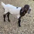 تيس للبيع فل شحم