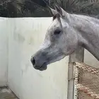 فرس معسوفه لقاح للبيع