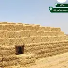 برسيم صافي حايل