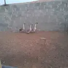 وز عراقي العمر من 6-7شهور