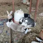 ارانب شنشيلااا جروم