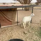 رخل كفو