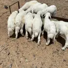 بهم العدد 10