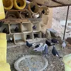 حمام قطيفي